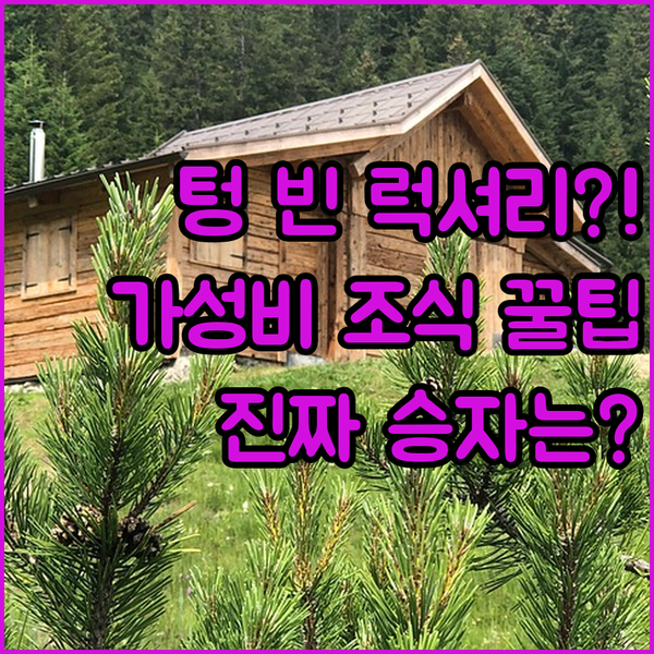 빈 럭셔리 스파 숙소 대결 가성비 조식 호텔 승자는 누구