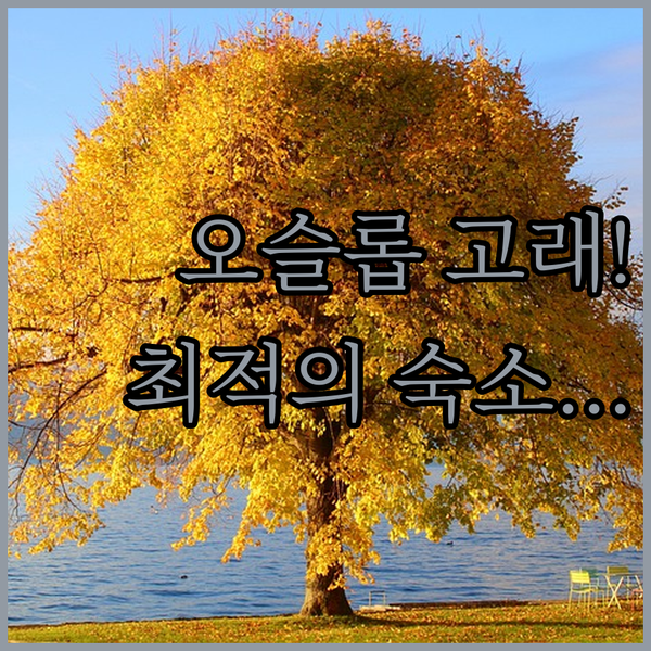 세부 오슬롭 고래상어 투어 완벽 정리 새벽 투어 최적의 가성비 숙소는